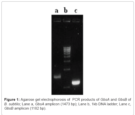 biotechnology-biomaterials-Agarose-gel