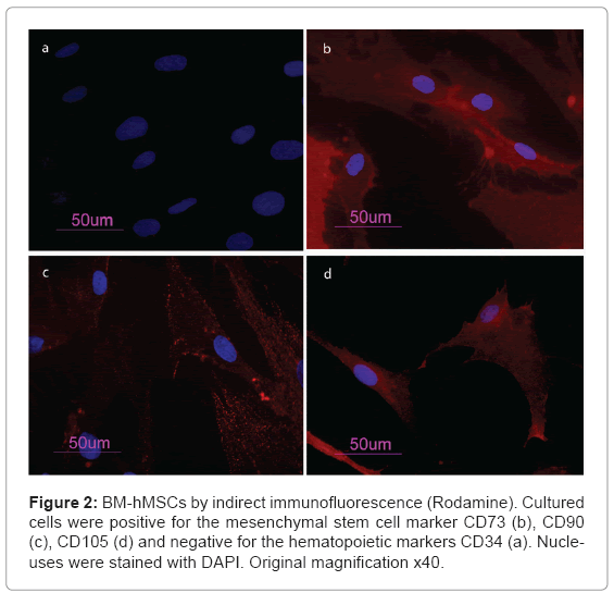 biotechnology-biomaterials-BM-hMSCs