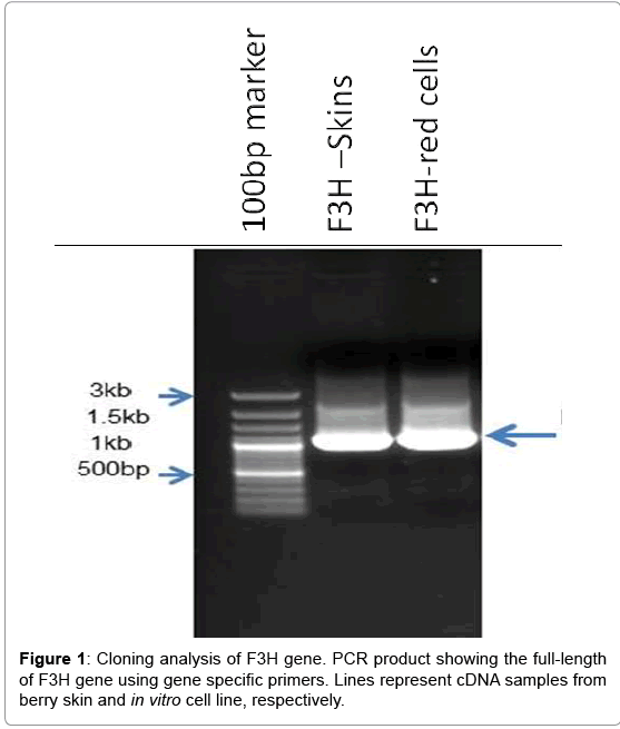 biotechnology-biomaterials-Cloning-analysis