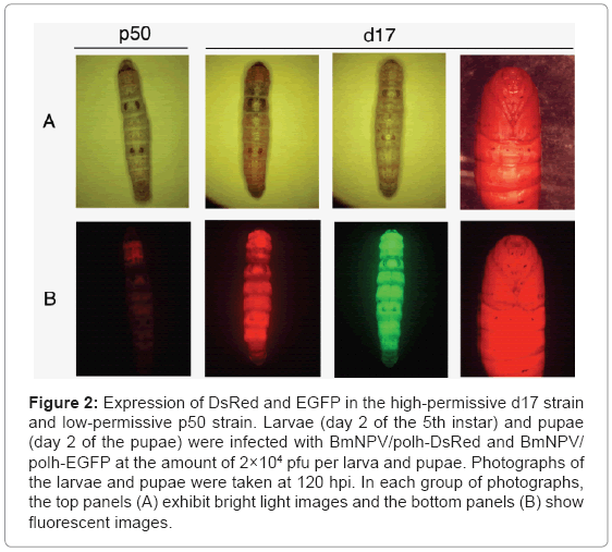 biotechnology-biomaterials-DsRed-EGFP