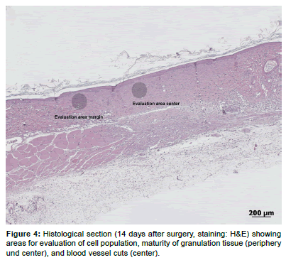 biotechnology-biomaterials-Histological-section