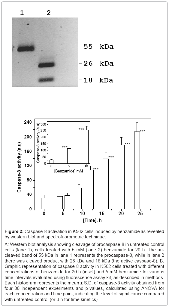 biotechnology-biomaterials-K562-cells