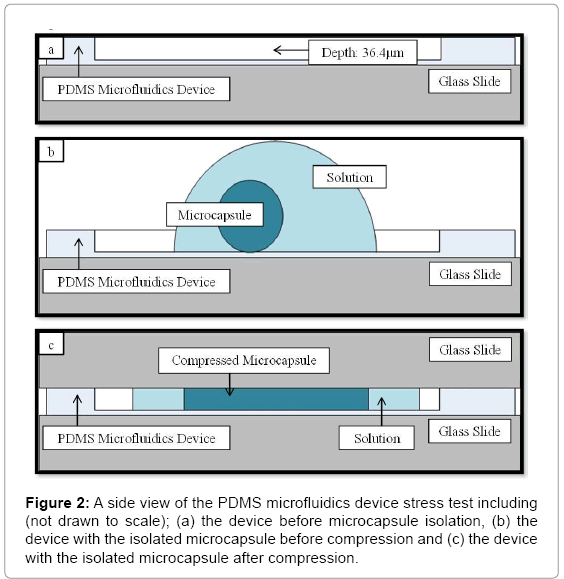 biotechnology-biomaterials-PDMS-microfluidics