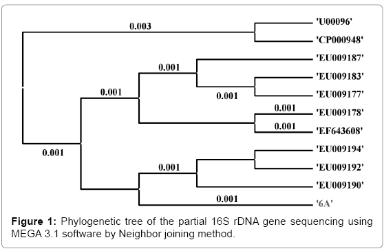 biotechnology-biomaterials-Phylogenetic-tree