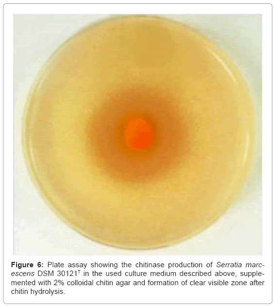 biotechnology-biomaterials-Plate-assay