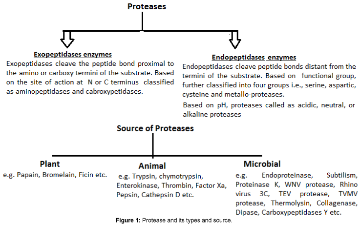 biotechnology-biomaterials-Protease-types-source