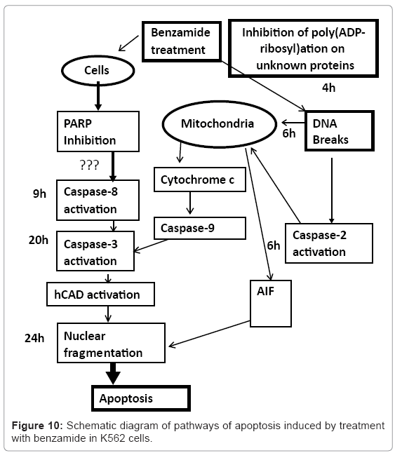 biotechnology-biomaterials-apoptosis-induced