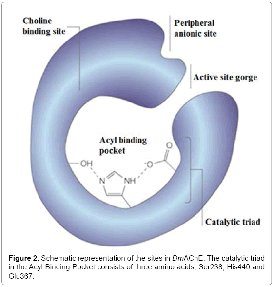 biotechnology-biomaterials-catalytic-triad