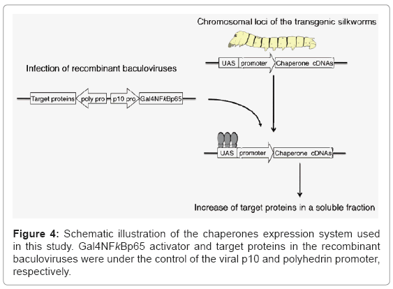 biotechnology-biomaterials-chaperones-expression