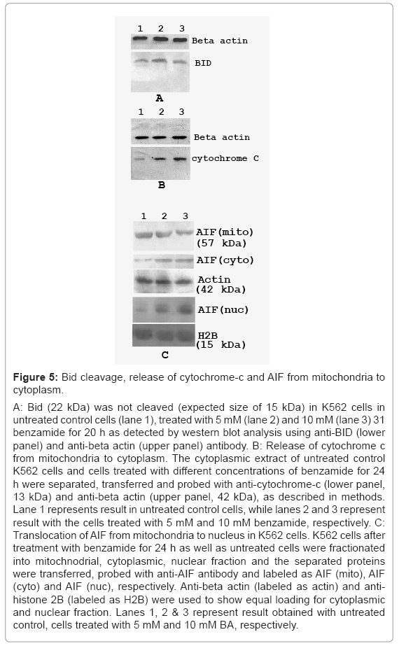 biotechnology-biomaterials-cytochrome-c-AIF