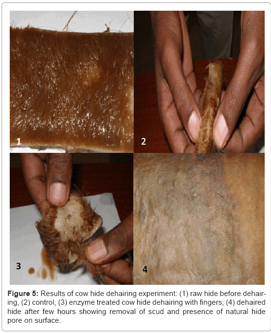 biotechnology-biomaterials-dehairing-experiment