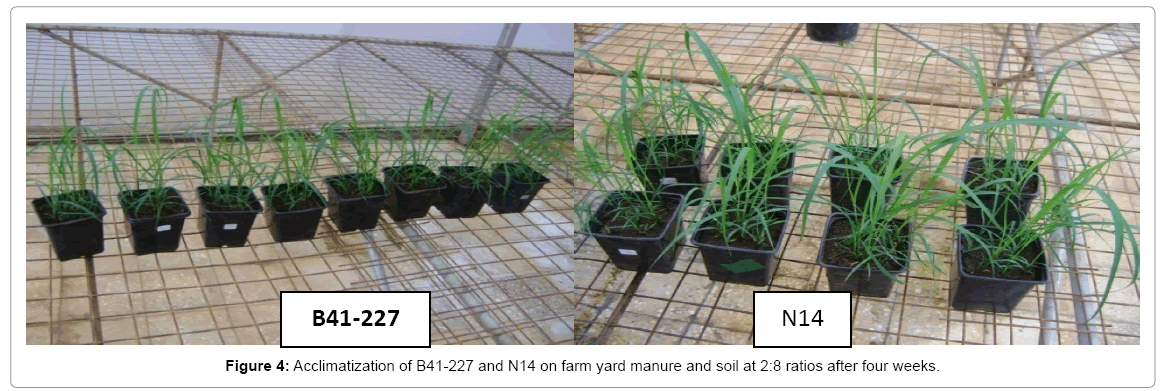 biotechnology-biomaterials-farm-yard