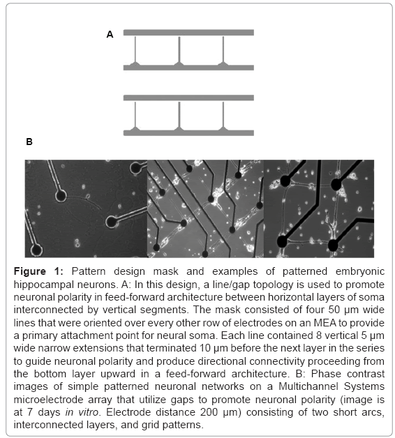 biotechnology-biomaterials-hippocampal-neurons