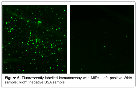 biotechnology-biomaterials-immunoassay