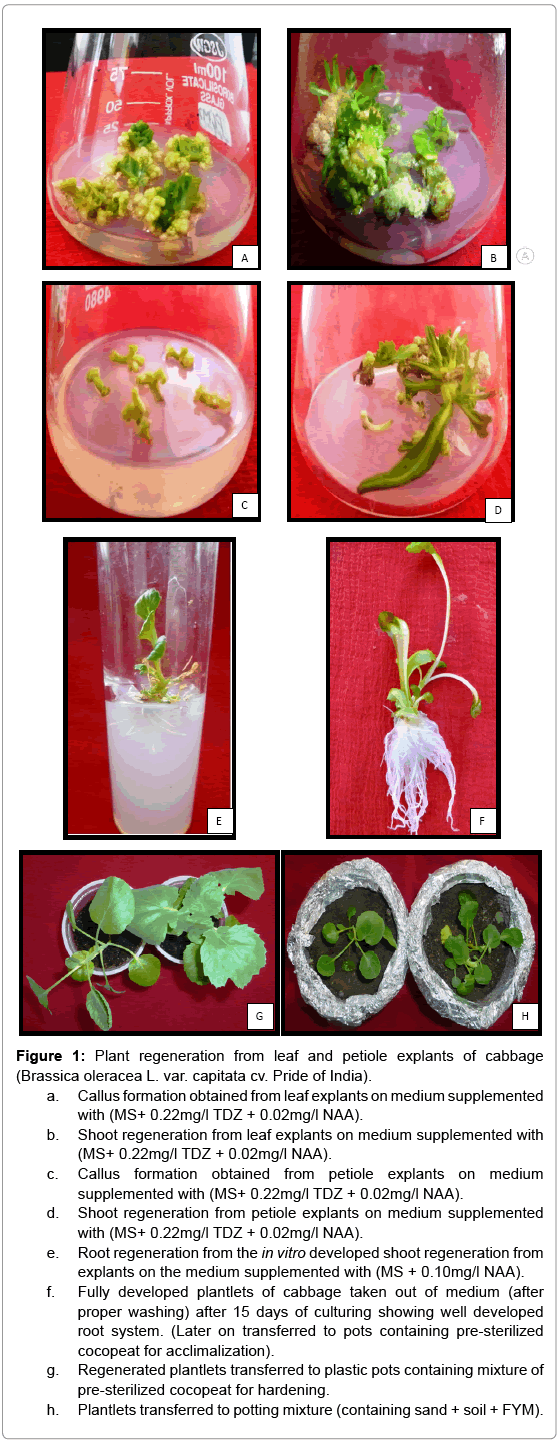 biotechnology-biomaterials-leaf-petiole