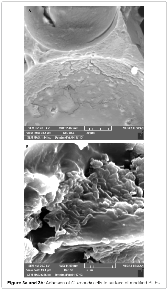 biotechnology-biomaterials-modified-PUFs