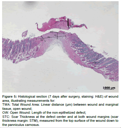 biotechnology-biomaterials-non-epithelized