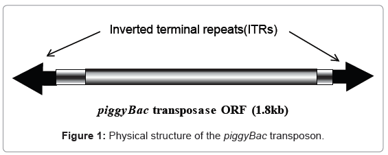 biotechnology-biomaterials-piggyBac-transposon