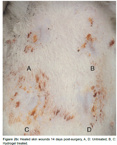 biotechnology-biomaterials-post-surgery