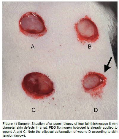 biotechnology-biomaterials-punch-biopsy