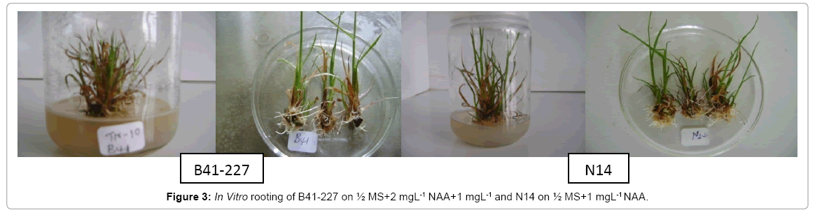 biotechnology-biomaterials-rooting-B41-227