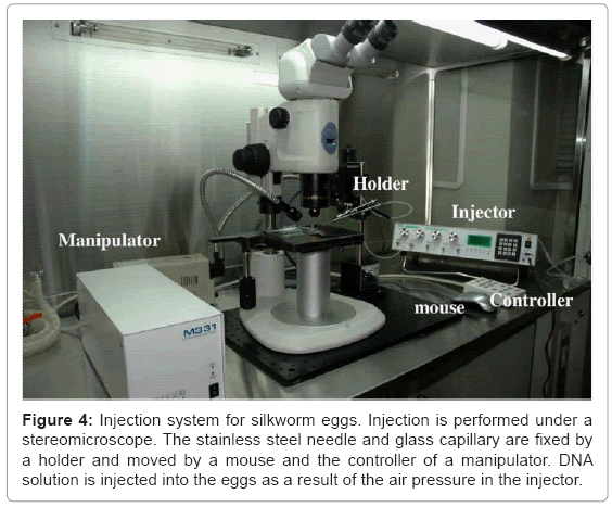 biotechnology-biomaterials-silkworm-eggs