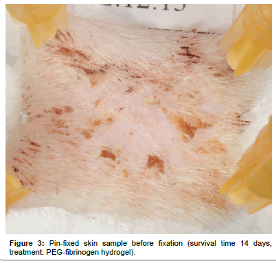 biotechnology-biomaterials-skin-sample