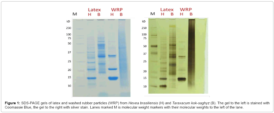 biotechnology-biomaterials-washed-rubber-particles