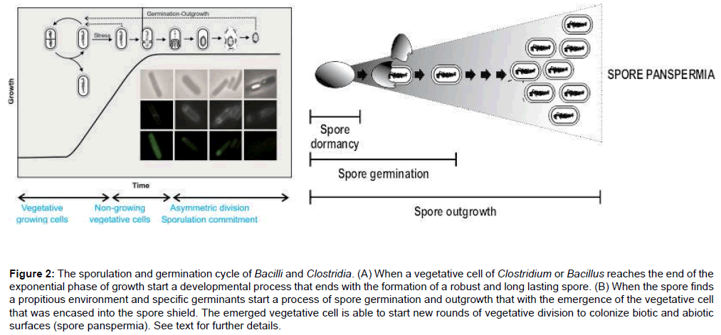 bioterrorism-biodefense-sporulation-germination-cycle