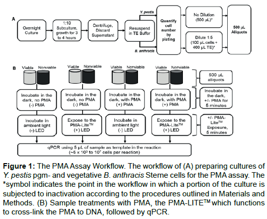 bioterrorism-biodefense-workflow-cultures-vegetative