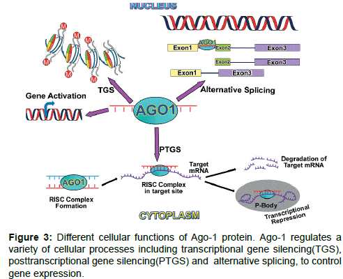 cancer-surgery-Different-cellular