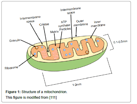 cell-developmental-Structure-mitochondrion