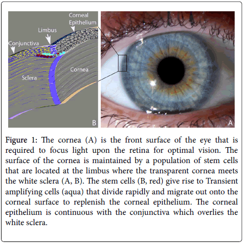 Defining the Limbal Stem Cell Niche