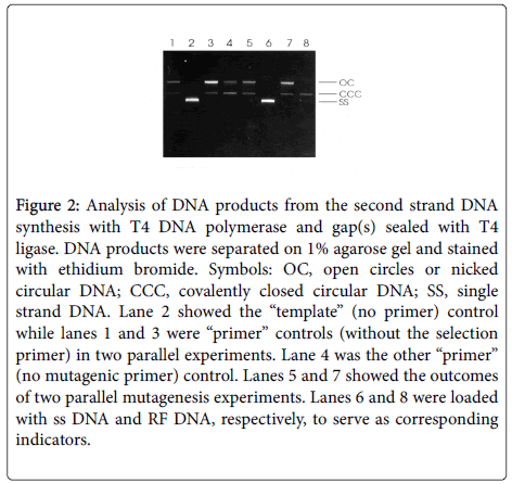 chemical-biology-therapeutics-DNA-polymerase