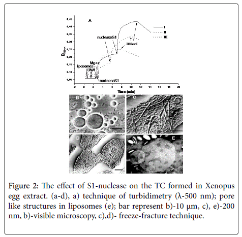 chemical-biology-therapeutics-TC-formed-Xenopus