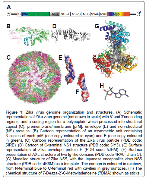 chemical-biology-therapeutics-Zika-virus-genome