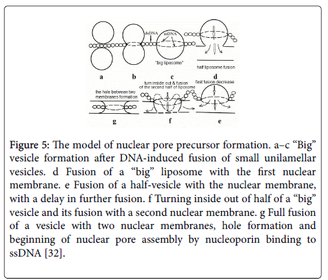 chemical-biology-therapeutics-nuclear-pore-precursor