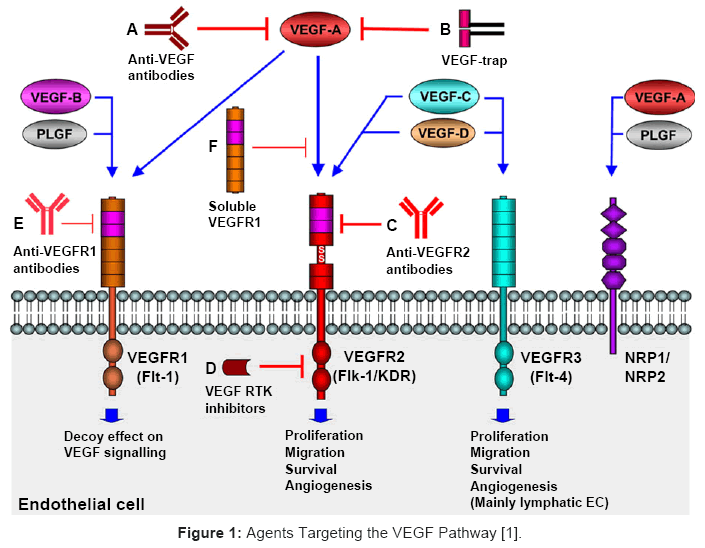 Updates On Anti-Cancer Therapy In Ovarian Cancer | OMICS International