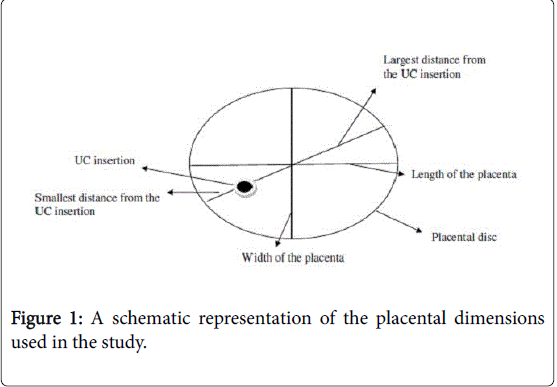 child-health-placental-dimensions