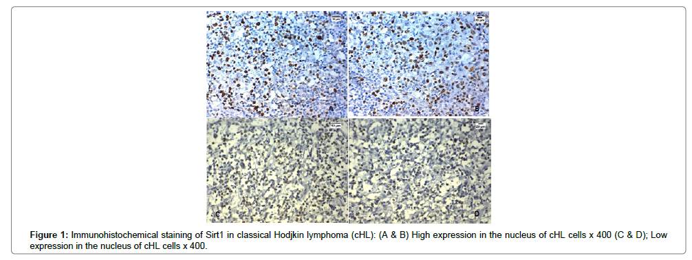 clinical-experimental-pathology-Immunohistochemical