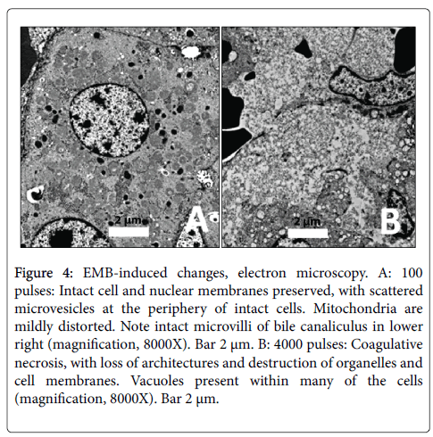 clinical-experimental-pathology-electron-microscopy