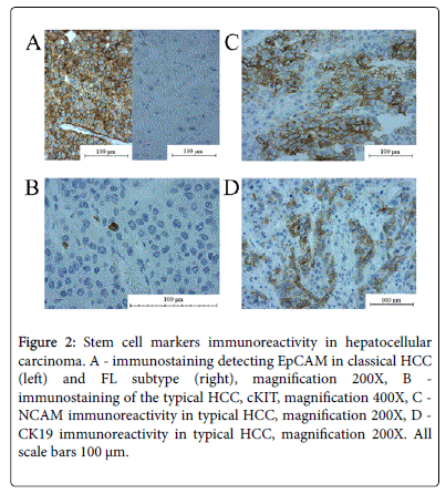 clinical-experimental-pathology-stem-cell-markers