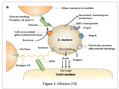 clinical-infectious-diseases-practice-Adhesion