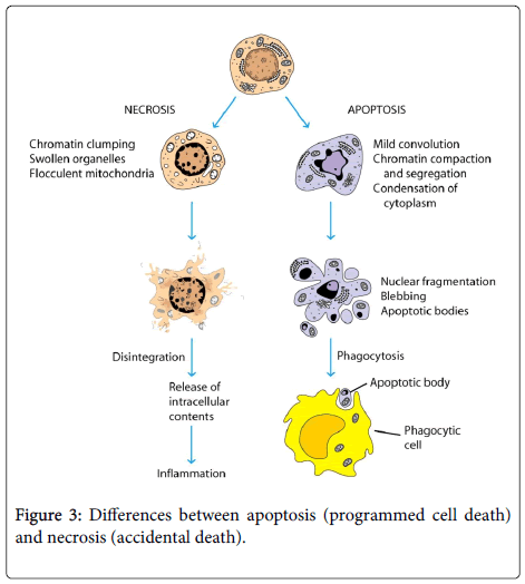 Role of Neutrophils Apoptosis in Osteomyelitis Pathogenesis | OMICS ...