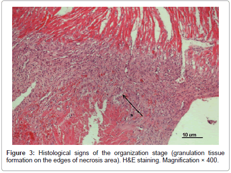 clinical-pathology-tissue-edges