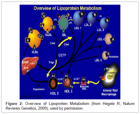 community-medicine-health-education-Lipoprotein