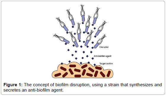 Engineering Escherichia coli to Disrupt Poly-N-Acetylglucosamine ...