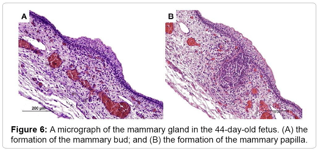 cytology-histology-mammary-gland