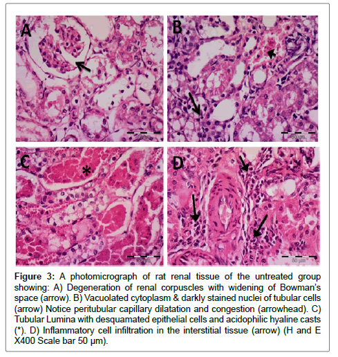 cytology-histology-rat