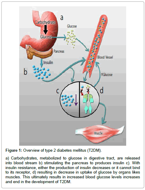 2 Diabetes Mellitus